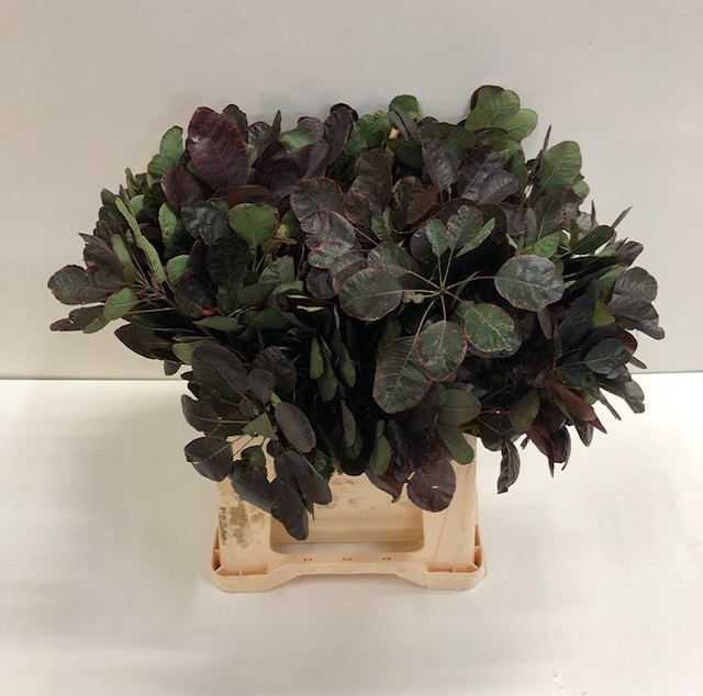 Cotinus royal purple.jpg